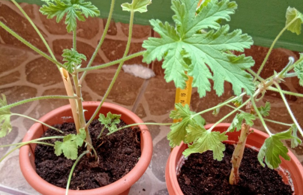 Geranium Anginka Cytrynka Pelargonia pachnąca Odbiór osobisty w Bielsku-Białej - Zdjęcie 1
