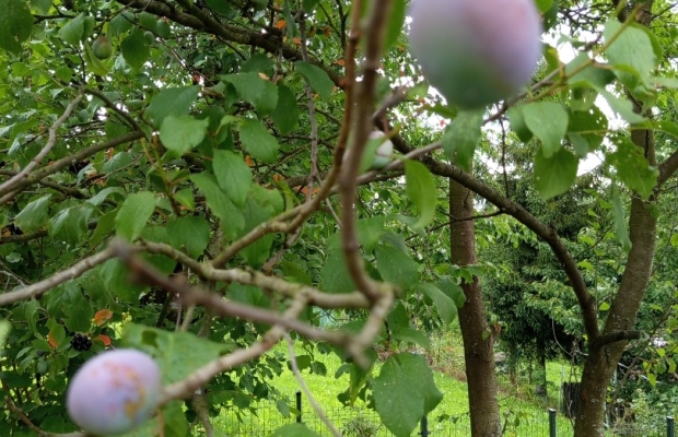 Działka ROD Bielsko -B.Lipnik 3.71 ar - Zdjęcie 1