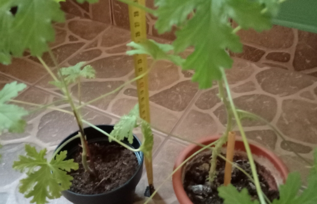 Geranium Anginka Cytrynka Pelargonia pachnąca Odbiór osobisty w Bielsku-Białej - Zdjęcie 1