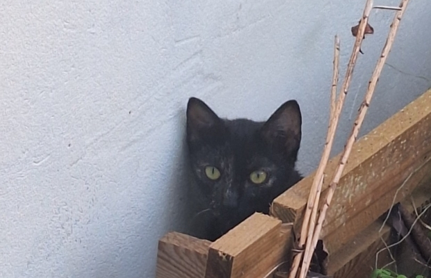 Zaginęła kotka Koral - Zdjęcie 6