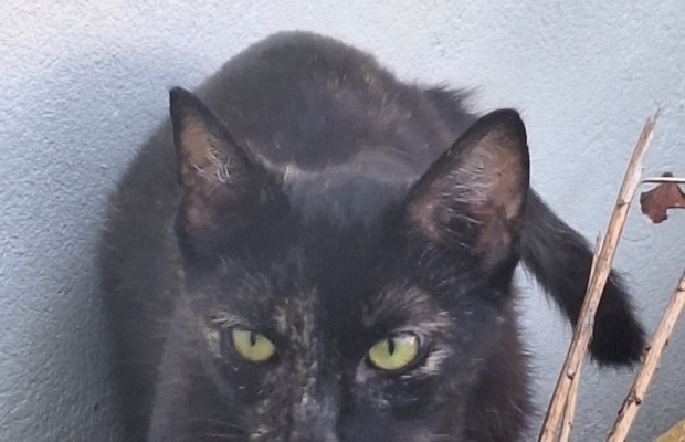 Zaginęła kotka Koral - Zdjęcie 5