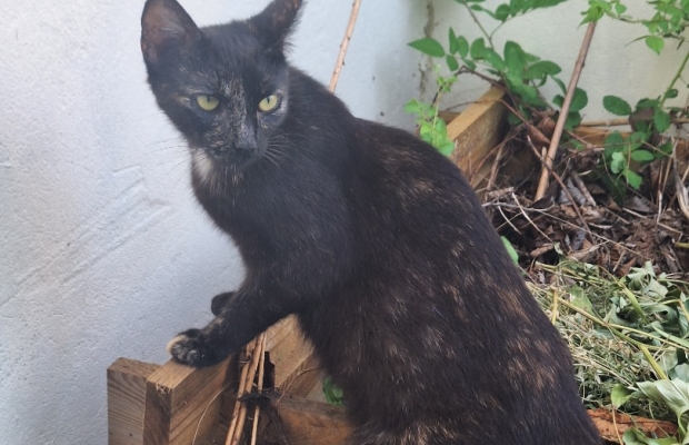 Zaginęła kotka Koral - Zdjęcie 1