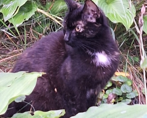 Zaginęła kotka Koral - Zdjęcie 2