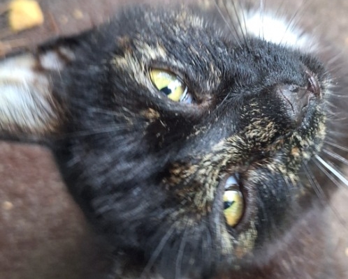 Zaginęła kotka Koral - Zdjęcie 3