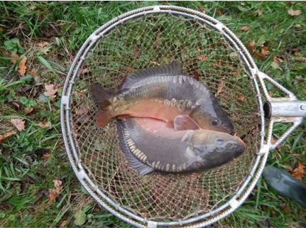 Karp świąteczny - prosto od producenta