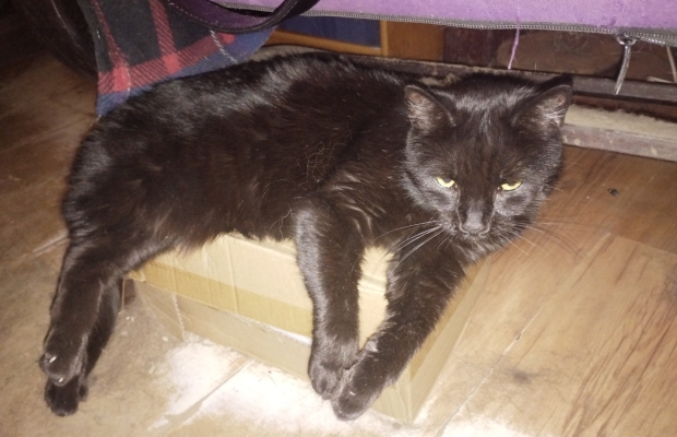 Zaginęła kotka - Zdjęcie 1