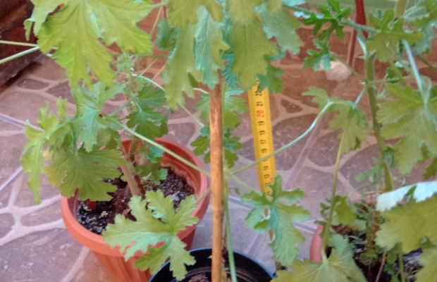 Geranium Anginka Cytrynka Pelargonia pachnąca Odbiór osobisty w Bielsku-Białej - Zdjęcie 1