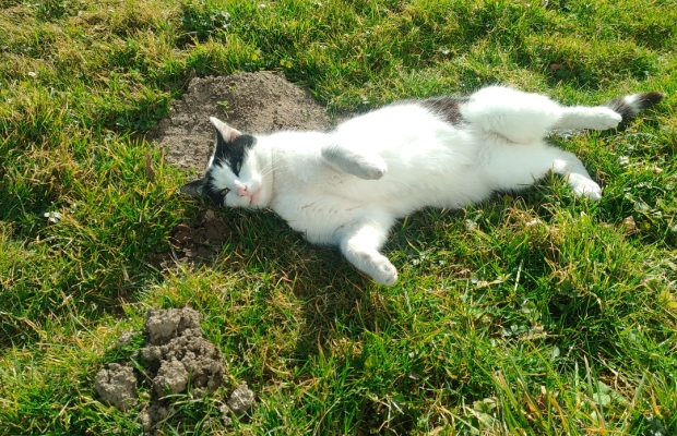 Zaginął czarno - biały kocurek - Zdjęcie 6