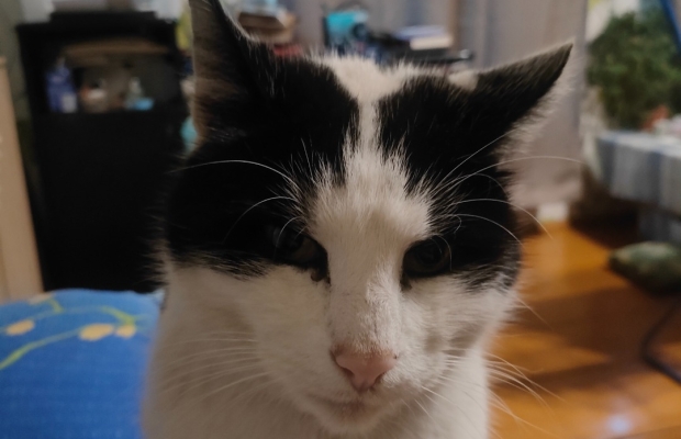 Zaginął czarno - biały kocurek - Zdjęcie 4