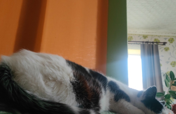 Zaginął czarno - biały kocurek - Zdjęcie 5