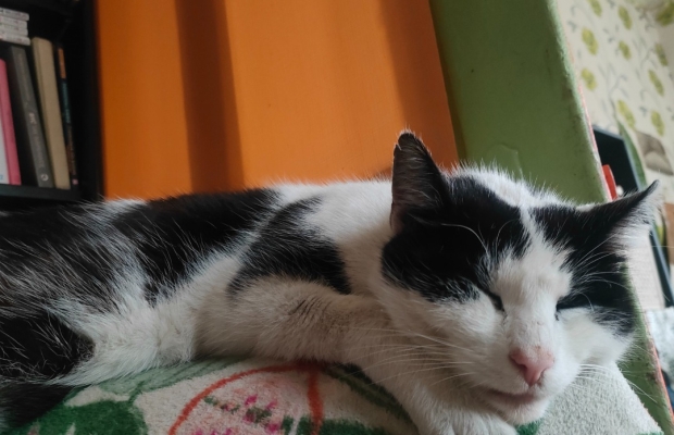 Zaginął czarno - biały kocurek - Zdjęcie 3