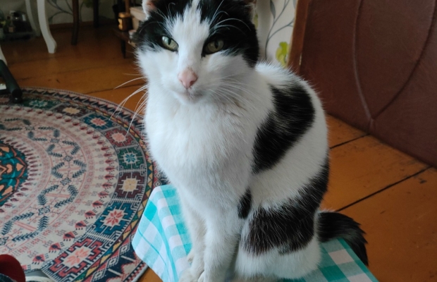 Zaginął czarno - biały kocurek