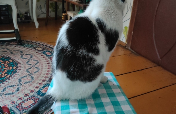 Zaginął czarno - biały kocurek - Zdjęcie 2