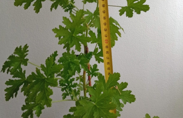 Geranium Anginka Cytrynka Pelargonia pachnąca Odbiór osobisty w Bielsku-Białej - Zdjęcie 1
