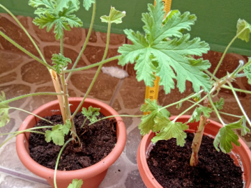 Zdjęcie: Geranium Anginka Cytrynka Pelargonia pachnąca Odbiór osobisty w Bielsku-Białej