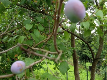 Zdjęcie: Działka ROD Bielsko -B.Lipnik 3.71 ar