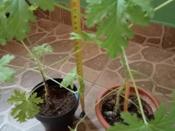 Zdjęcie: Geranium Anginka Cytrynka Pelargonia pachnąca Odbiór osobisty w Bielsku-Białej