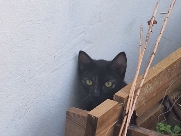 Zdjęcie: Zaginęła kotka Koral