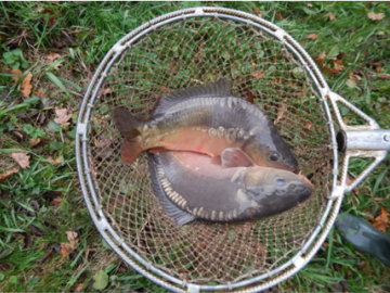 Zdjęcie: Karp świąteczny - prosto od producenta