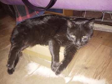 Zdjęcie: Zaginęła kotka