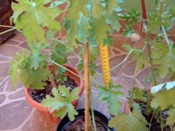 Zdjęcie: Geranium Anginka Cytrynka Pelargonia pachnąca Odbiór osobisty w Bielsku-Białej