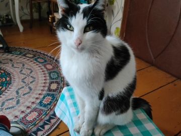 Zdjęcie: Zaginął czarno - biały kocurek