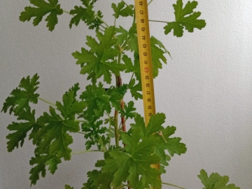 Zdjęcie: Geranium Anginka Cytrynka Pelargonia pachnąca Odbiór osobisty w Bielsku-Białej