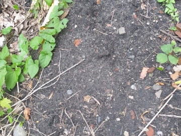 Zdjęcie: Ziemia za darmo ul. Konopnicka